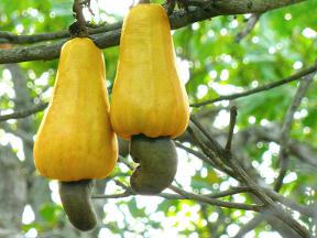 Cashew Cashew