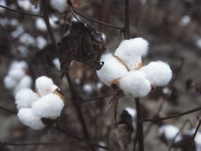 Cotton Cotton